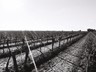 Ubick Vineyard