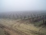 Ubick Vineyard