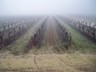 Ubick Vineyard