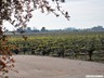 Spring at Ubick Vineyards